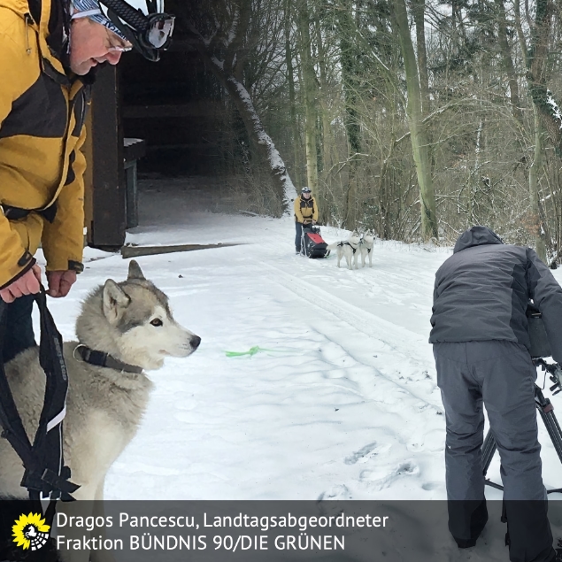 Schnee und Schlittenhunde