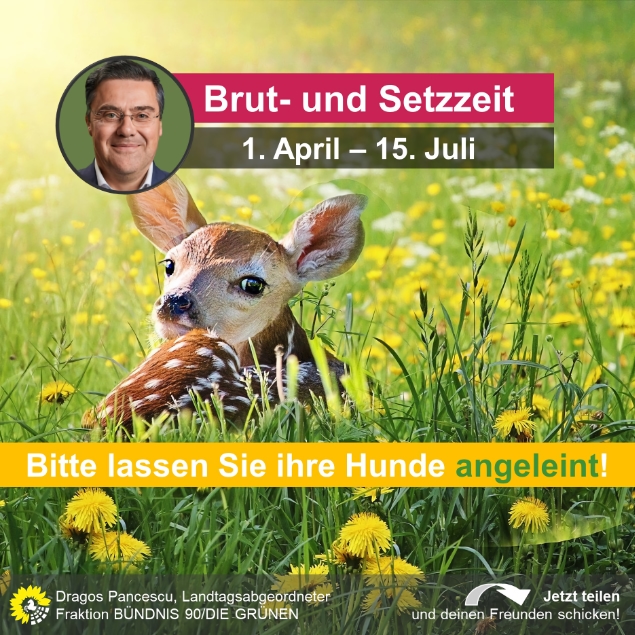 Brut- und Setzzeit