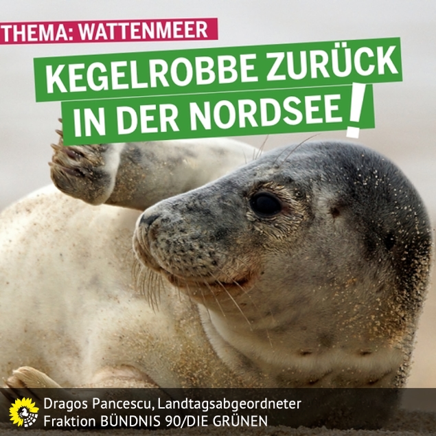 Keggelrobbe ist zurück